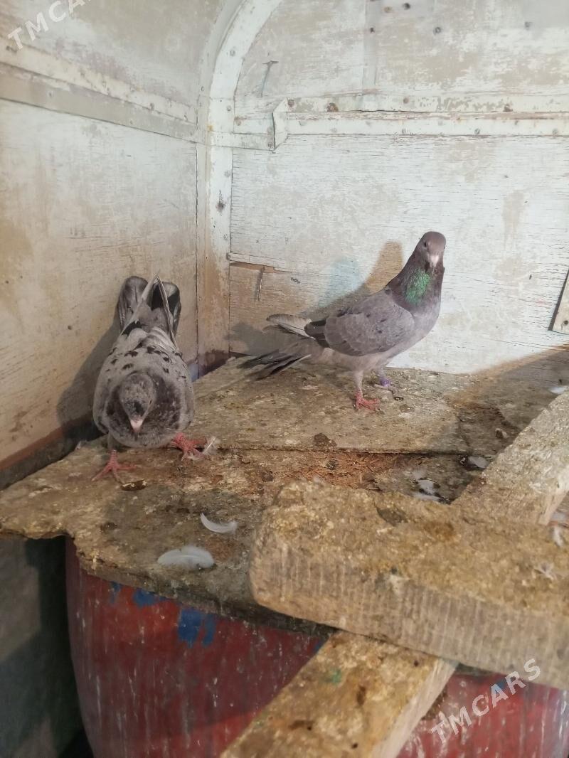 kepderi - Ашхабад - img 8