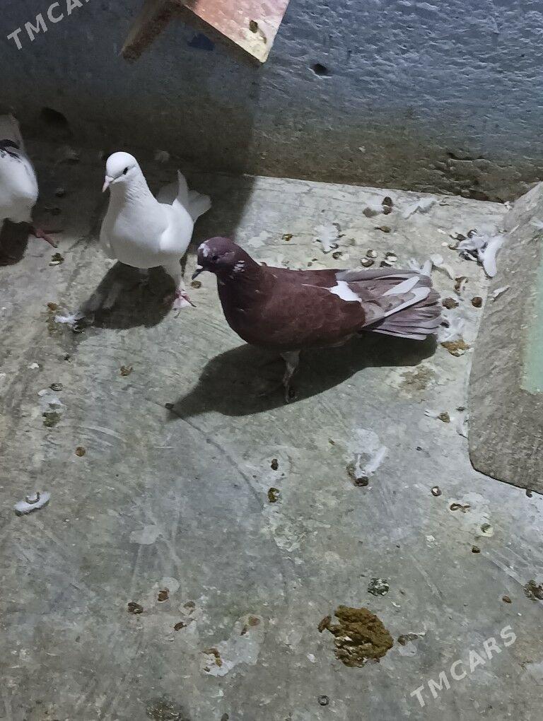 kepderi - Ашхабад - img 6