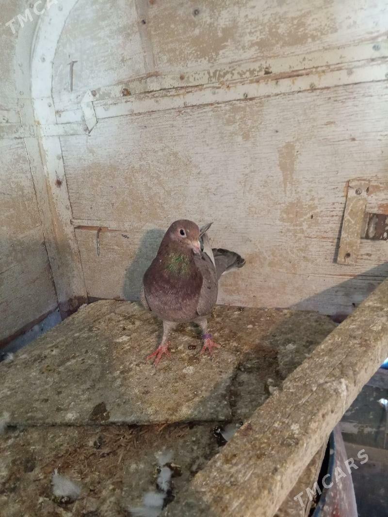 kepderi - Ашхабад - img 9