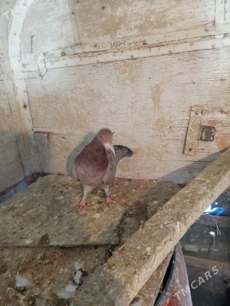 kepderi - Ашхабад - img 2