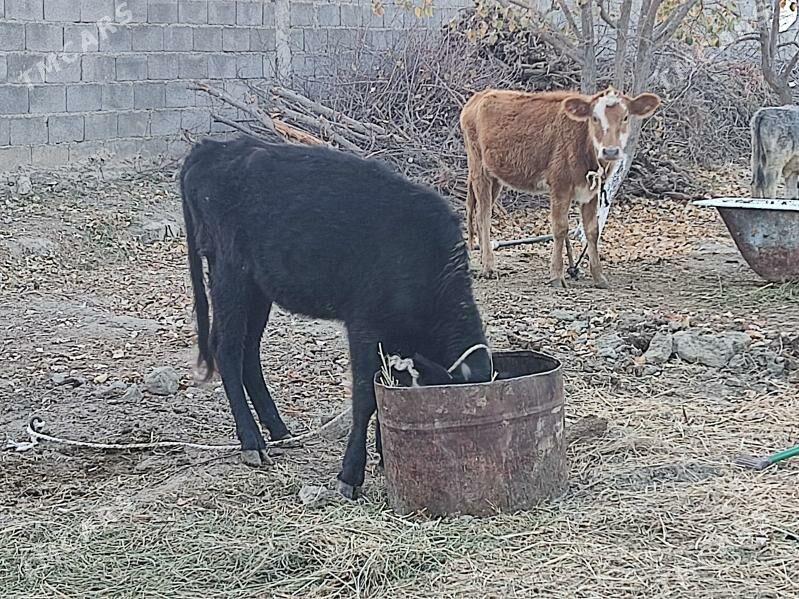 gibirit tuwe - Gökdepe - img 2