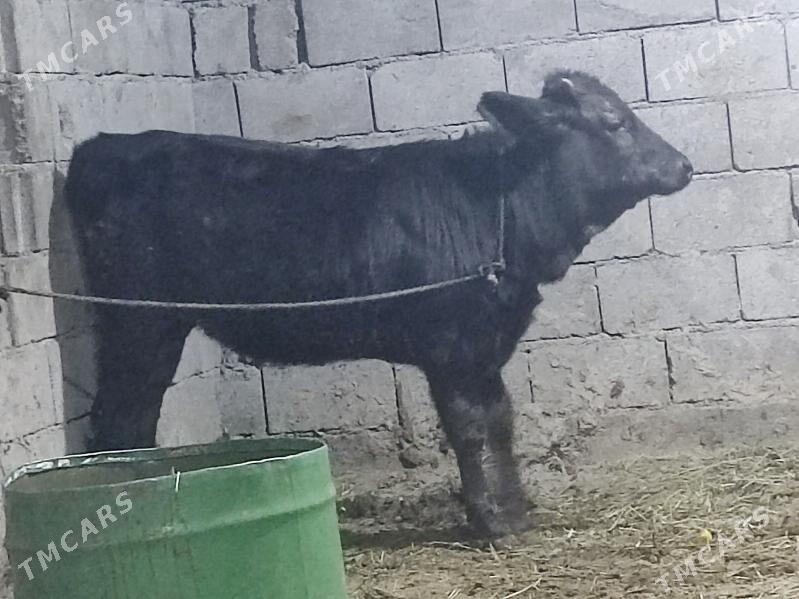 gibirit tuwe - Gökdepe - img 2