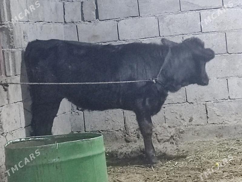 gibirit tuwe - Gökdepe - img 3