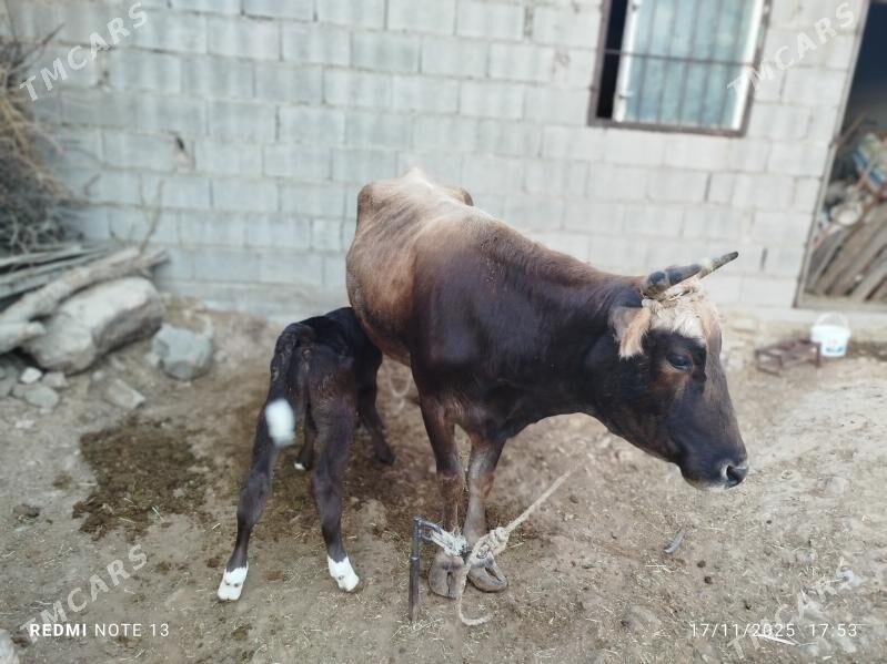 Goleli sygyr - Bäherden - img 4