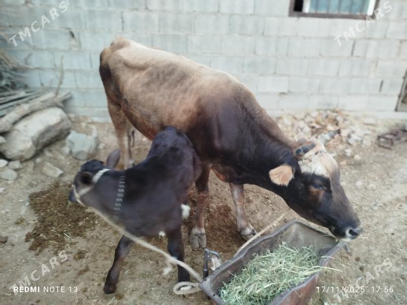 Goleli sygyr - Bäherden - img 3