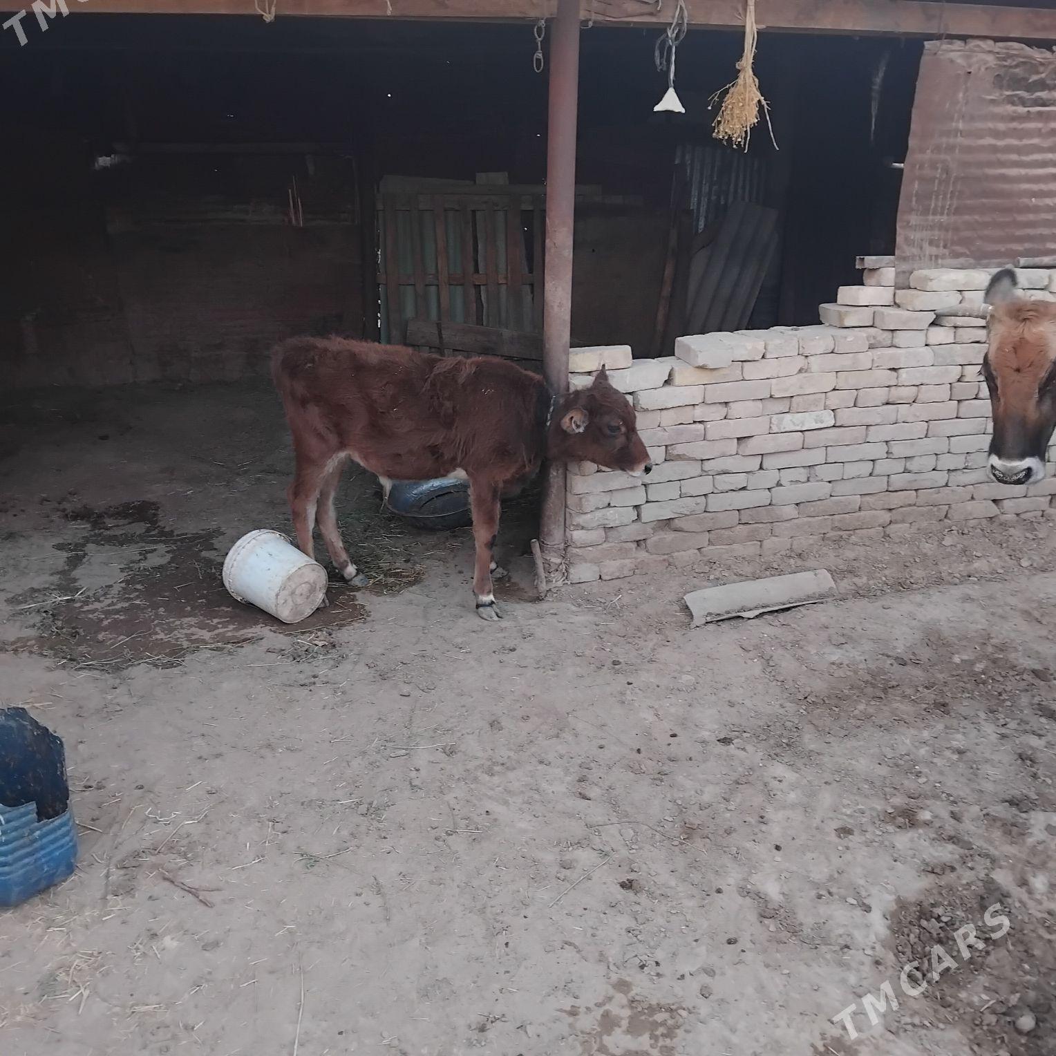 göleli sygyr - Байрамали - img 2