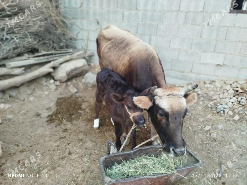 Goleli sygyr - Bäherden - img 2