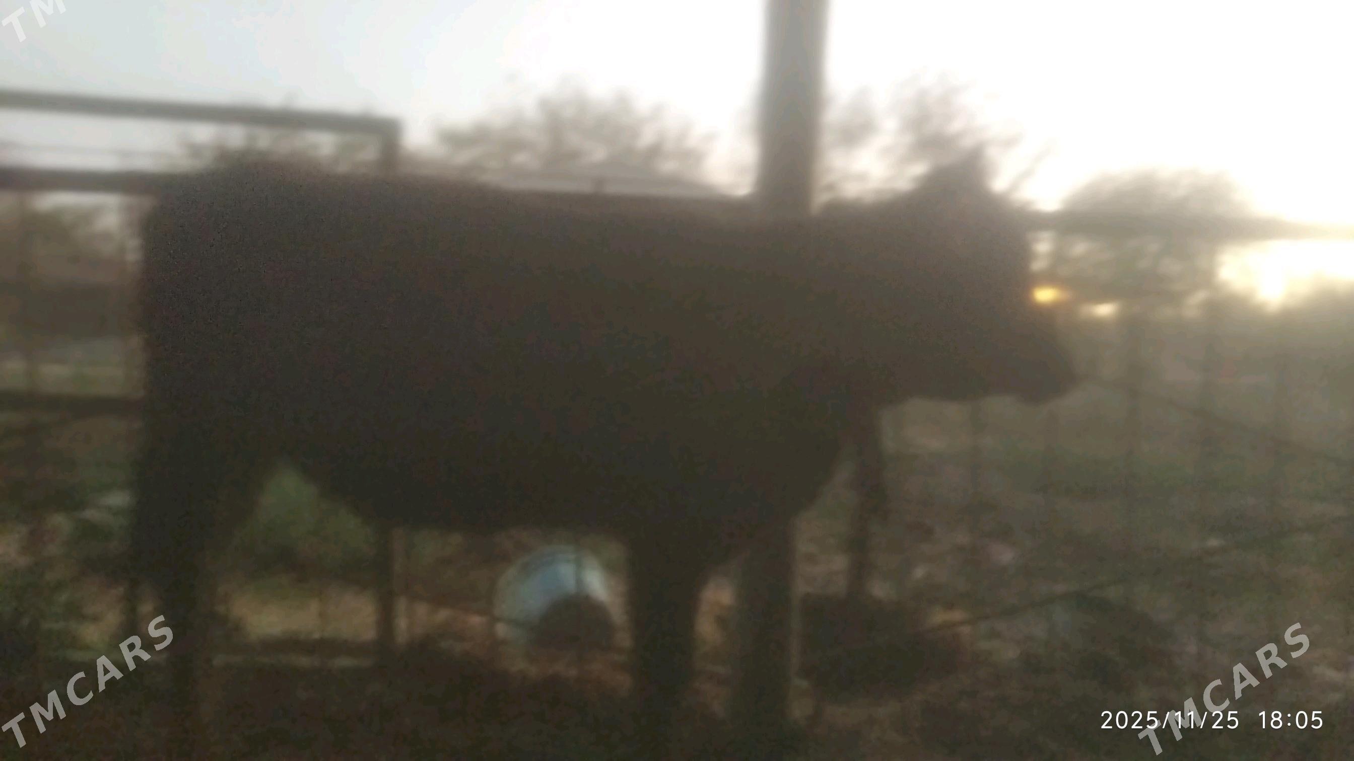 Bakylýan tüwe - Babadaýhan - img 2