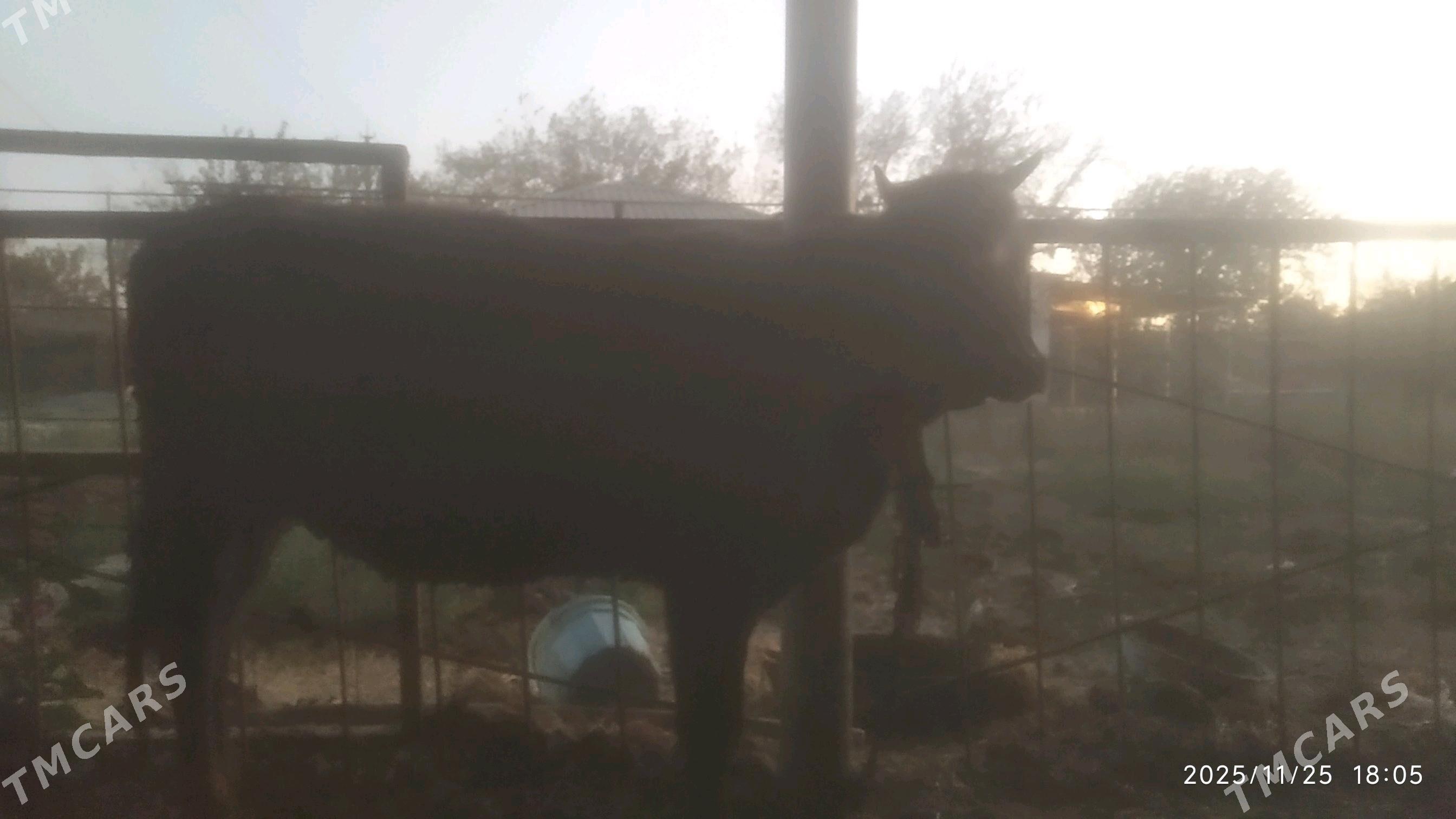 Bakylýan tüwe - Babadaýhan - img 3