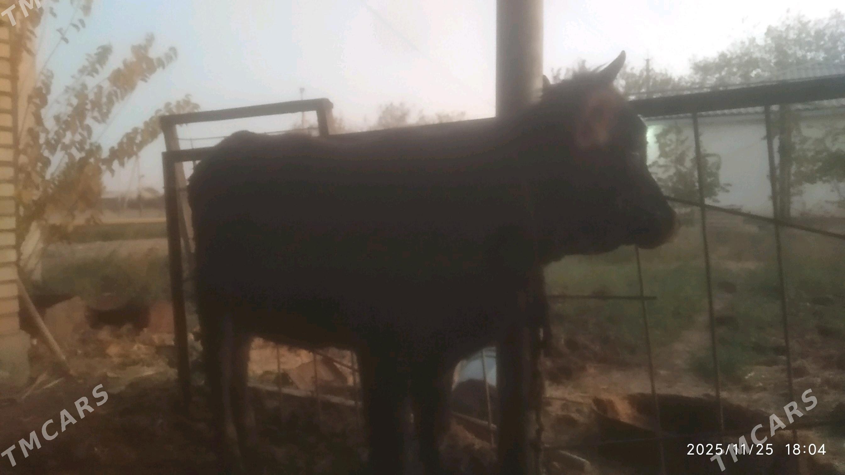 Bakylýan tüwe - Babadaýhan - img 4