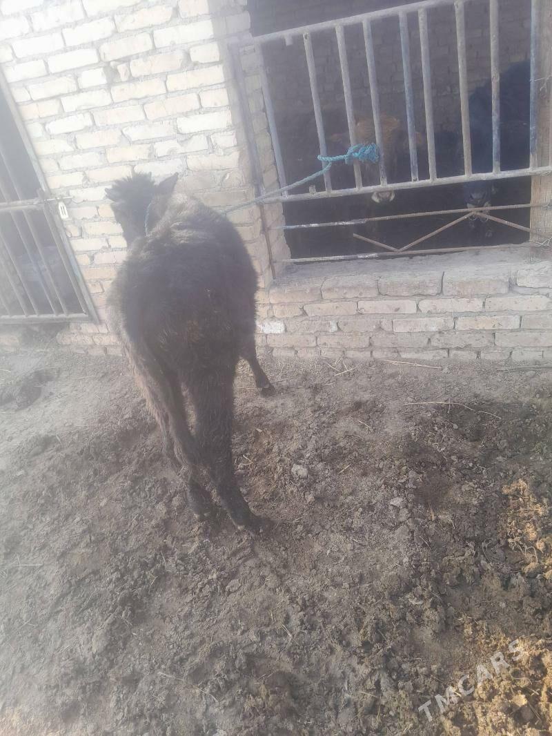 okuzc - Чарджоу - img 3