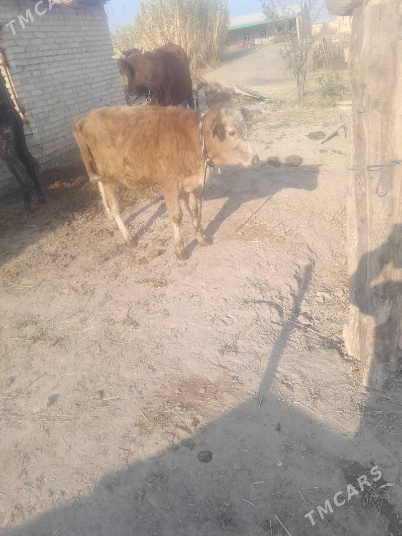 okuzc - Чарджоу - img 2