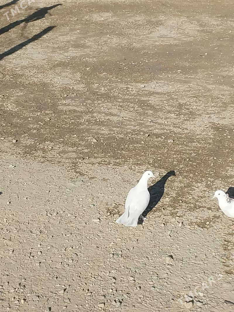 kepderi - Гызыларбат - img 3