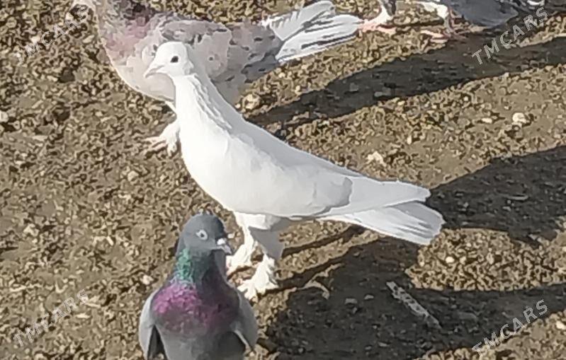 kepderi - Гызыларбат - img 1