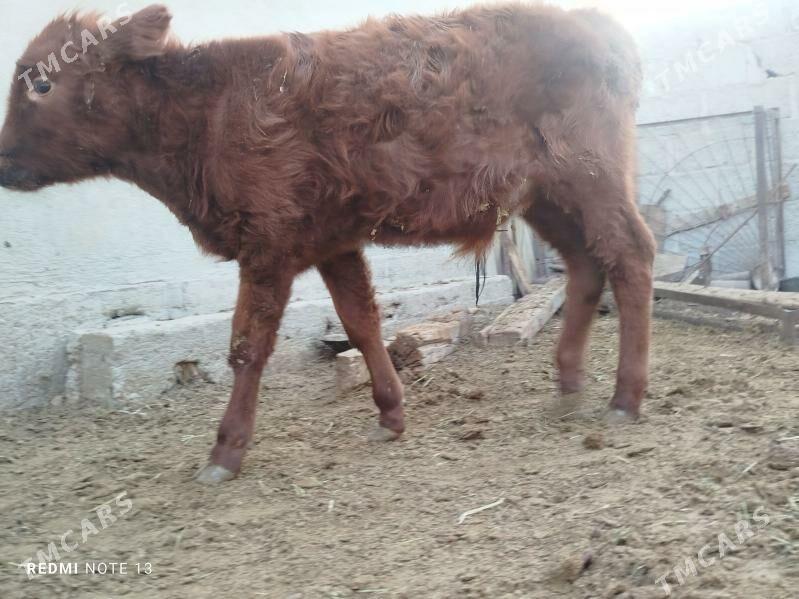 okuz - Гумдаг - img 2