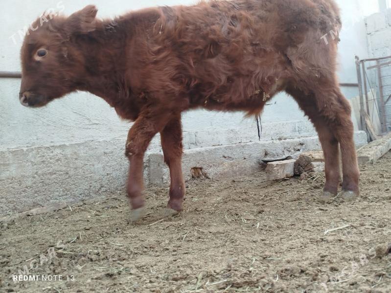 okuz - Гумдаг - img 3