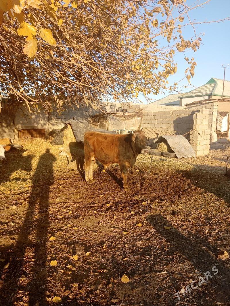 öküz - Büzmeýin - img 2