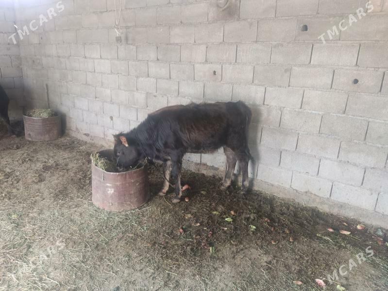 swes paroda tuwe - Гёкдепе - img 2