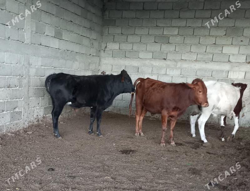 öküz - Ýaşlyk - img 2