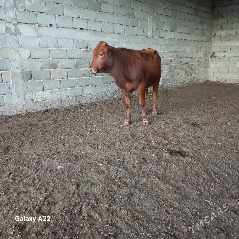 öküz - Ýaşlyk - img 5