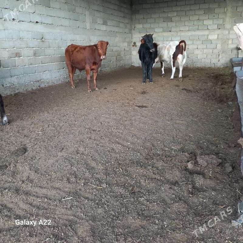 öküz - Ýaşlyk - img 4