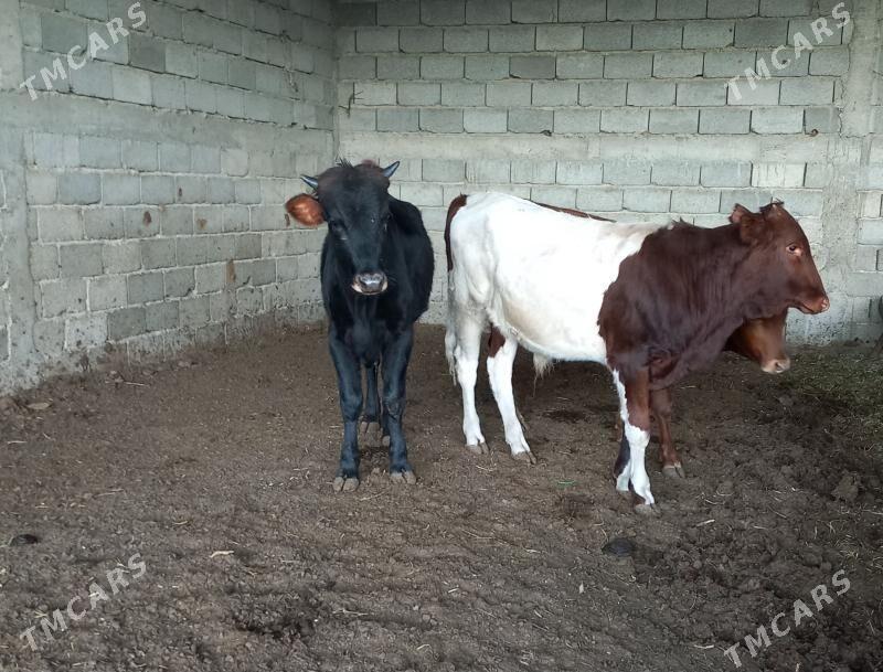 öküz - Ýaşlyk - img 3