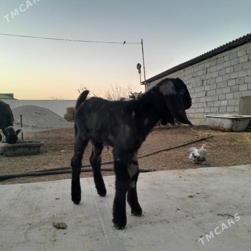 GEÇI - Gökdepe - img 2