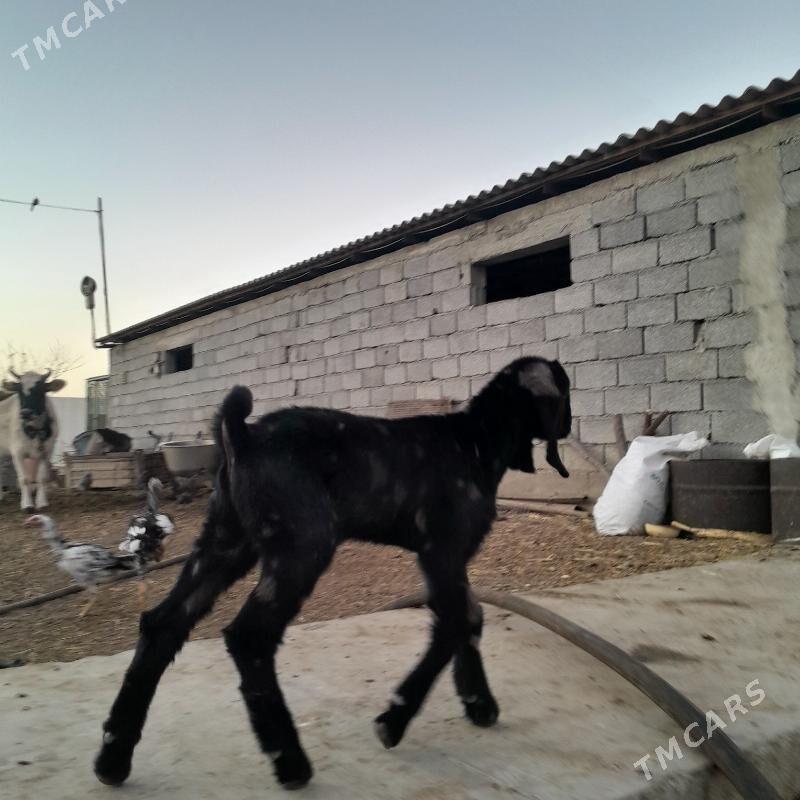 GEÇI - Gökdepe - img 5