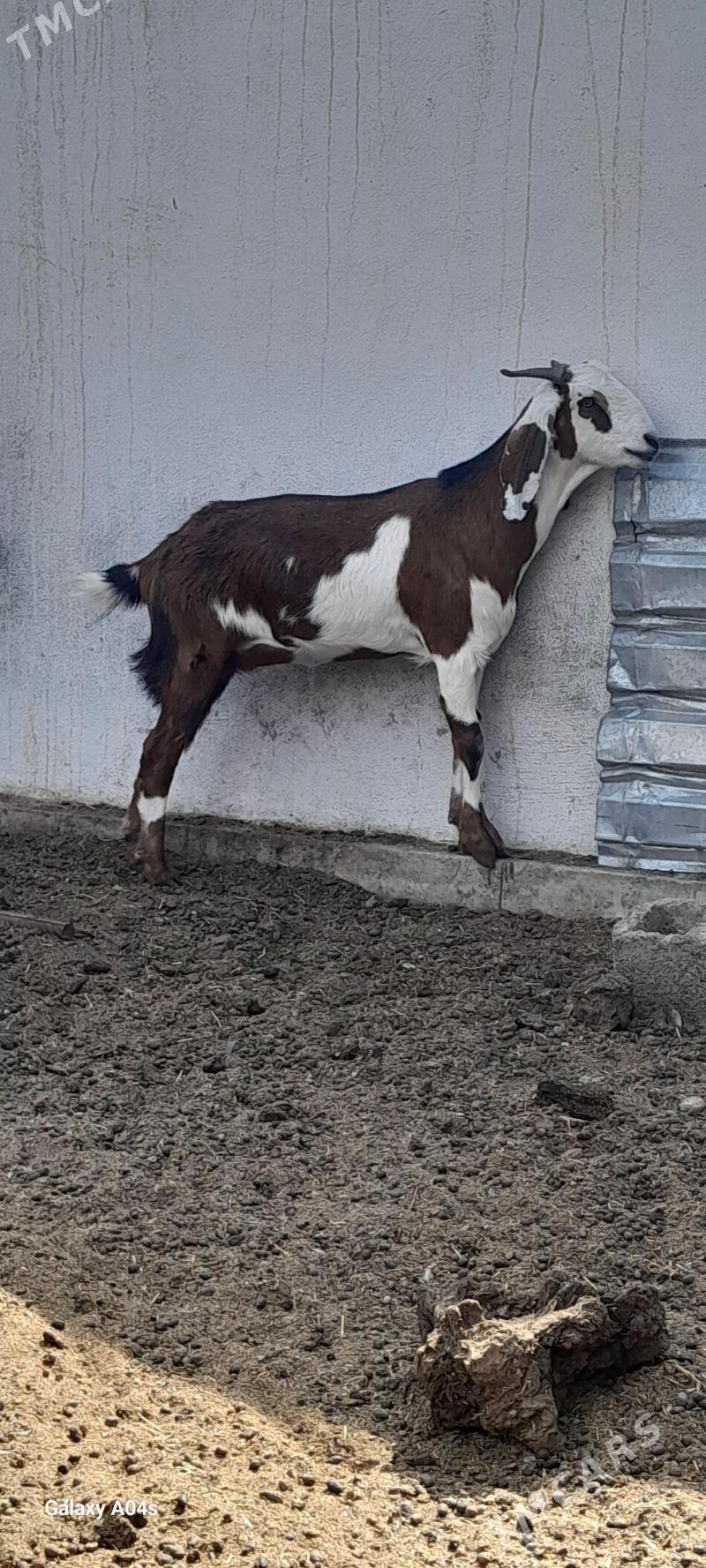 GEÇI - Gökdepe - img 4