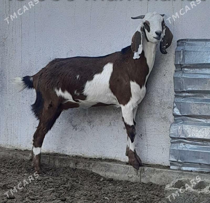 GEÇI - Gökdepe - img 3