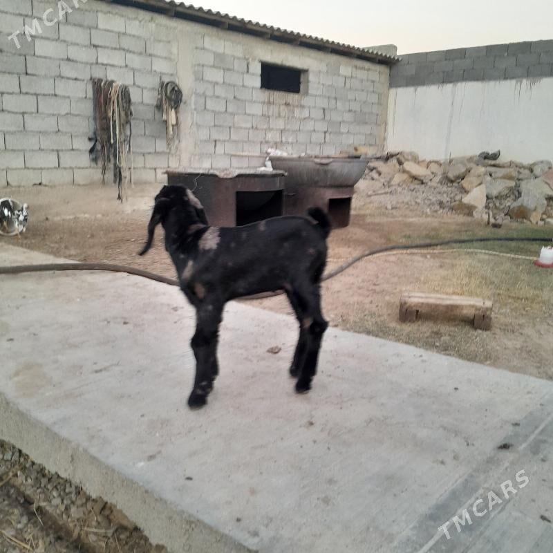 GEÇI - Gökdepe - img 6