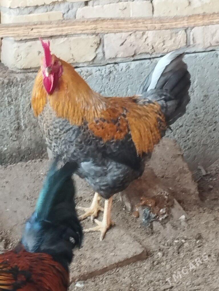 Horaz - Чарджоу - img 1