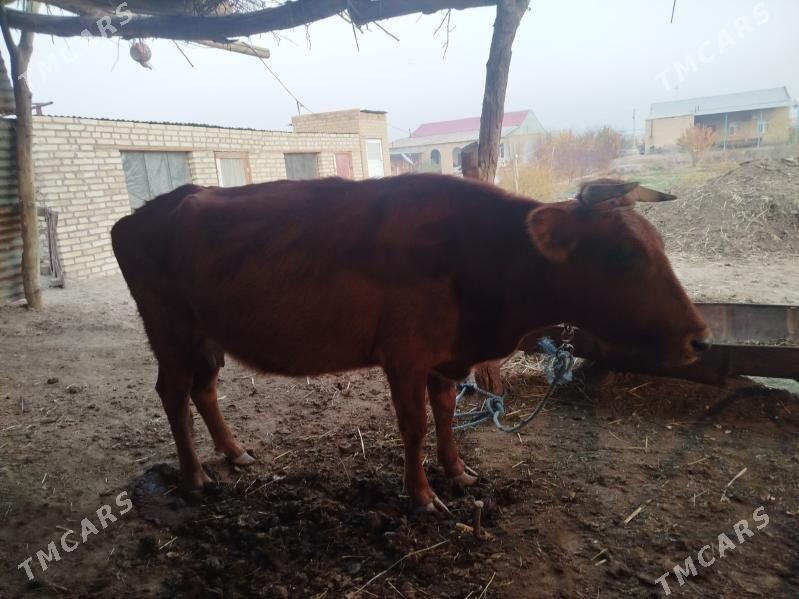 Sağlyk sygyr - Сакар - img 5