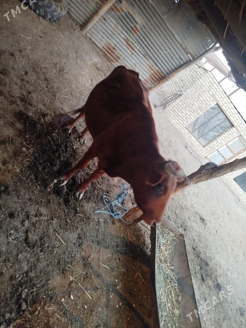 Sağlyk sygyr - Сакар - img 4