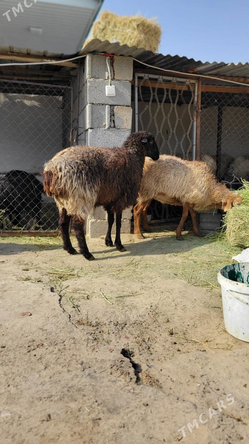 Bogaz goyun. tokly. - Ак-Бугдайский этрап - img 2