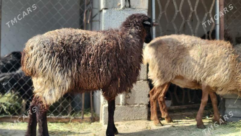 Bogaz goyun. tokly. - Ак-Бугдайский этрап - img 3