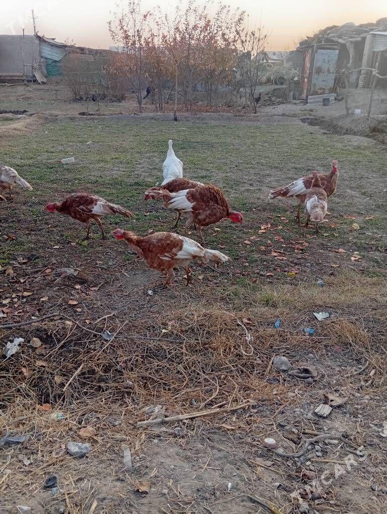 awgan induk - Фарап - img 1