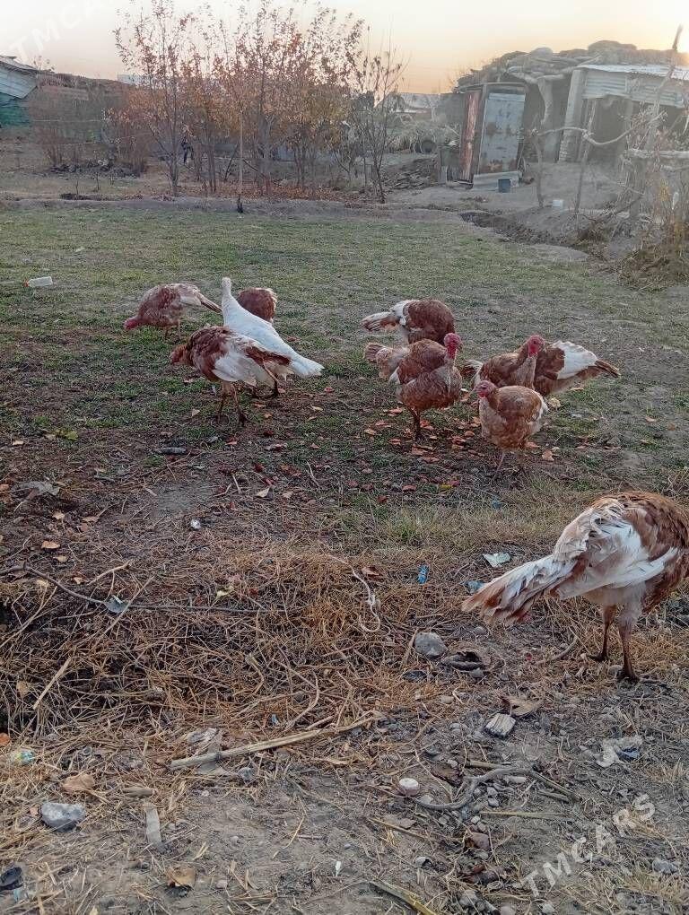 awgan induk - Фарап - img 2