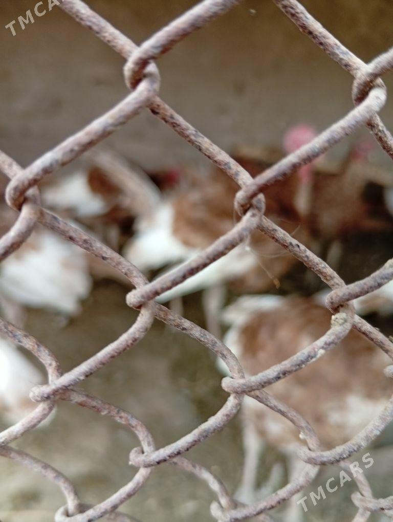 awgan induk - Фарап - img 4