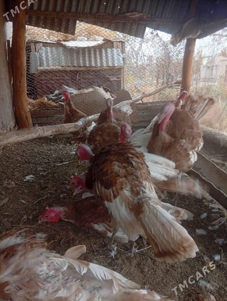 awgan induk - Фарап - img 3