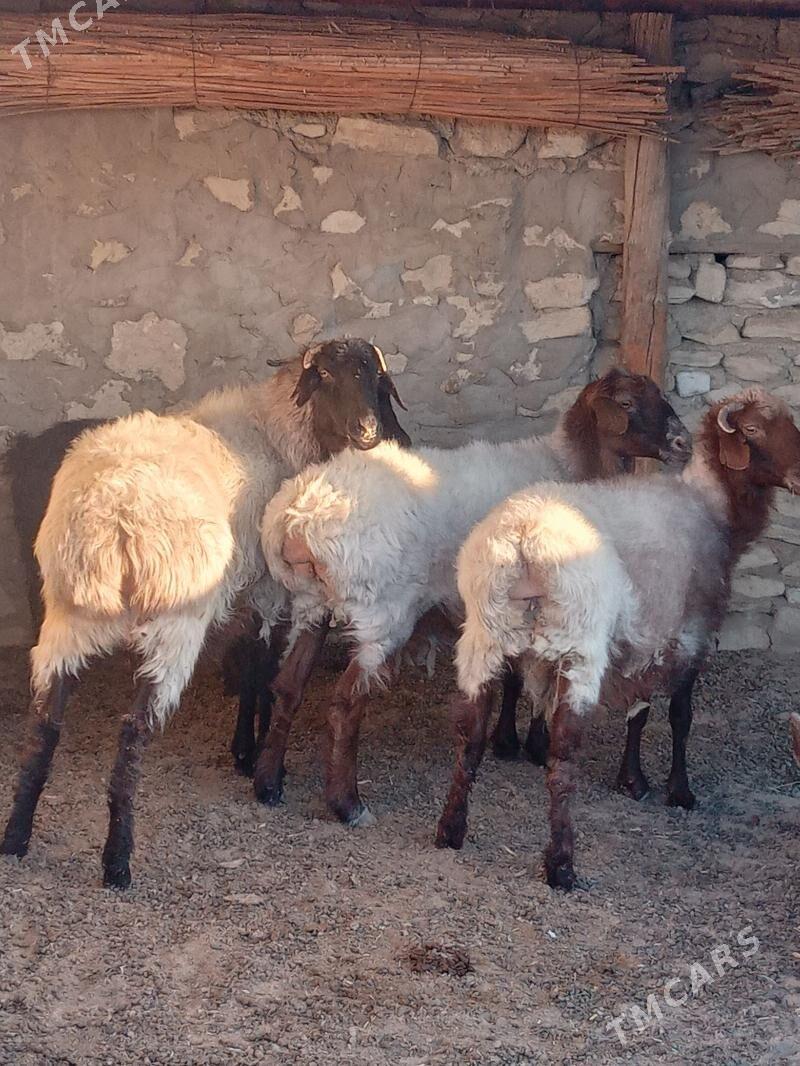Goýun - Bereket - img 2