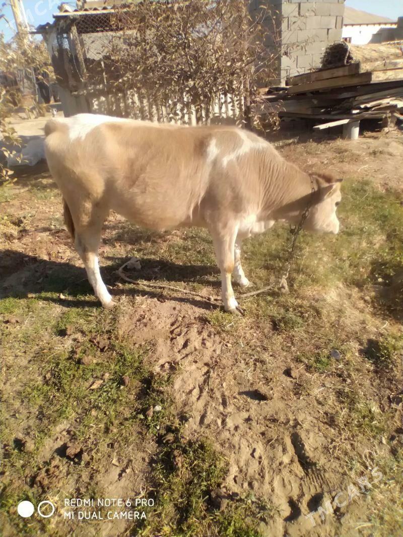 tuwe - Гёкдепе - img 3