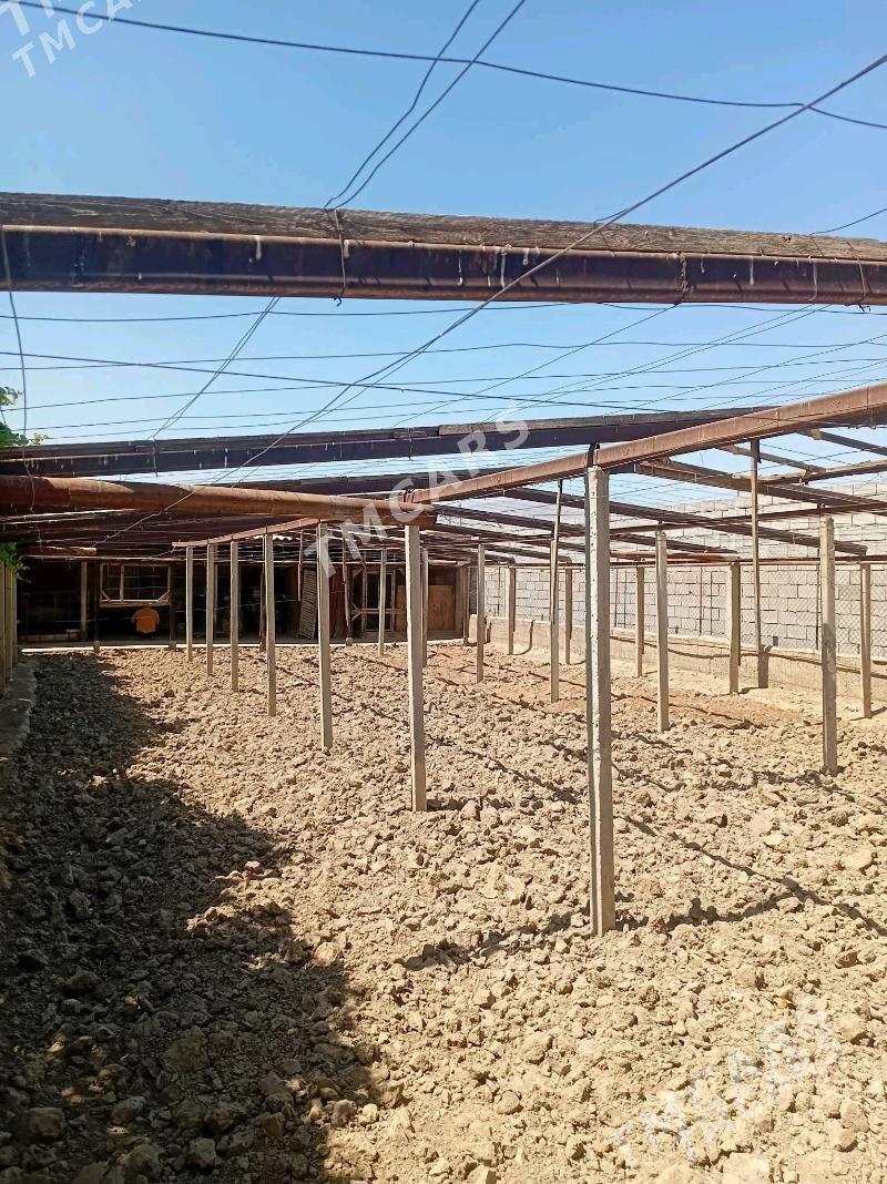 şatlyk parnik - Büzmeýin - img 2