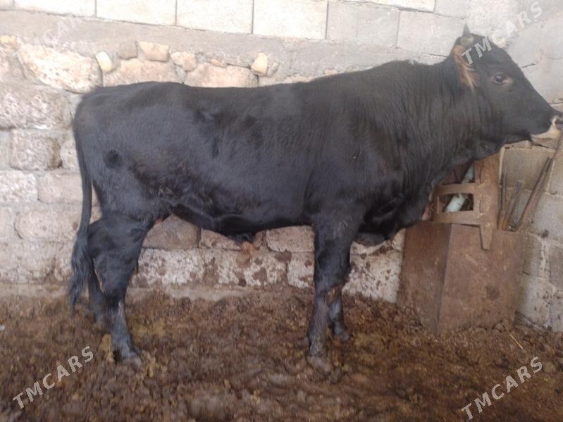 Okuz - Ак-Бугдайский этрап - img 3