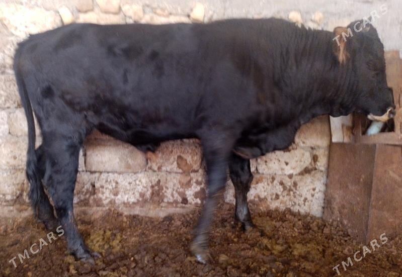 Okuz - Ак-Бугдайский этрап - img 2