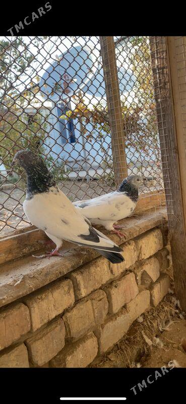 kepderi - Baýramaly - img 2