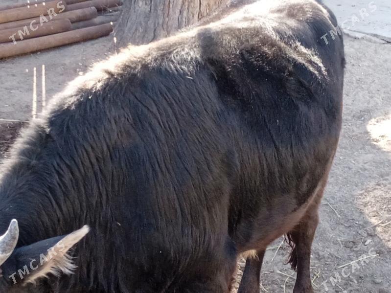 öküz - Balkanabat - img 3