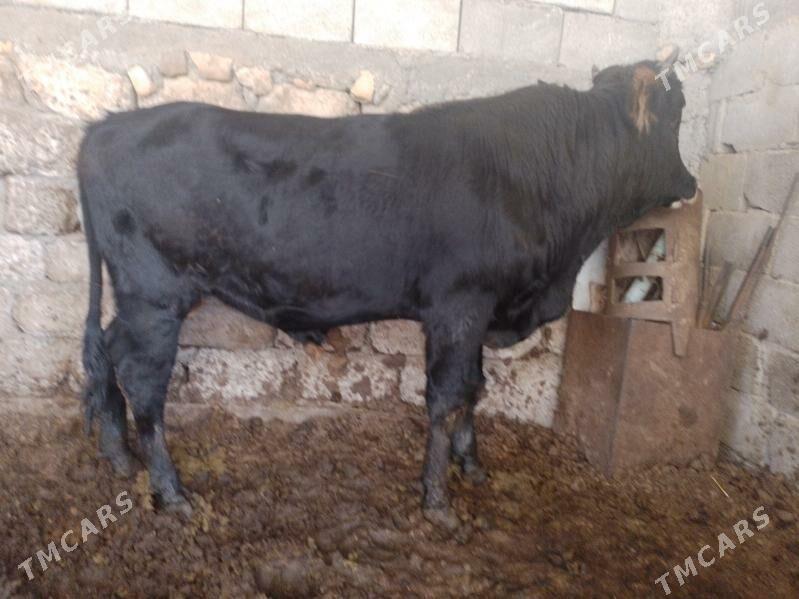 Okuz - Ак-Бугдайский этрап - img 4