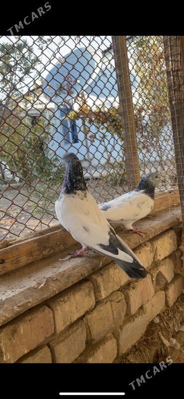 kepderi - Baýramaly - img 3