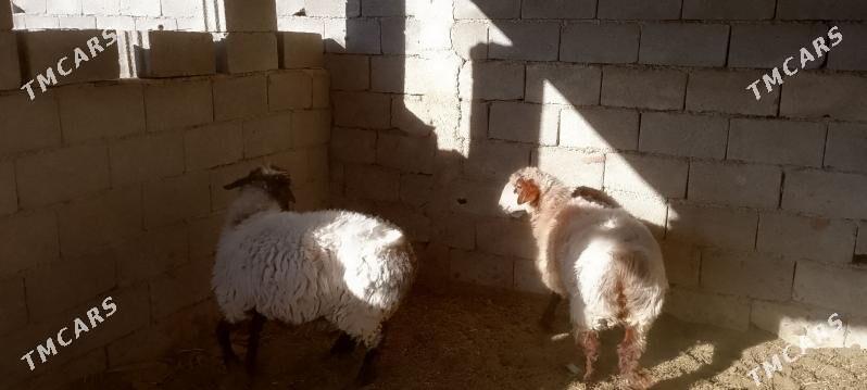 Işşek - Гёкдепе - img 4